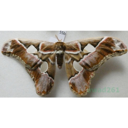 Rothschildia lebeau (Guérin-Meneville, 1868) male ex. pupa Argentina 123mm55b